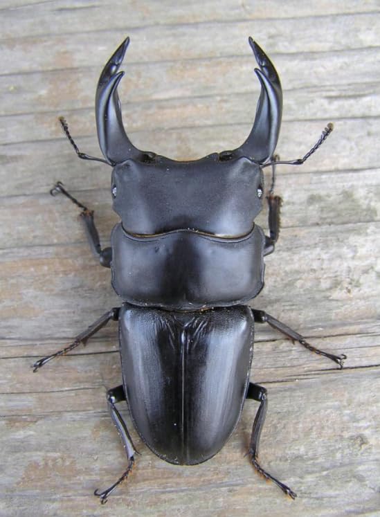 高性能・高品質　BREED菌糸ブロック　3500cc　6個 Amazon | 菌糸ブロック 高性能 BREED 3500ml 4個 ブリード 菌床 菌糸